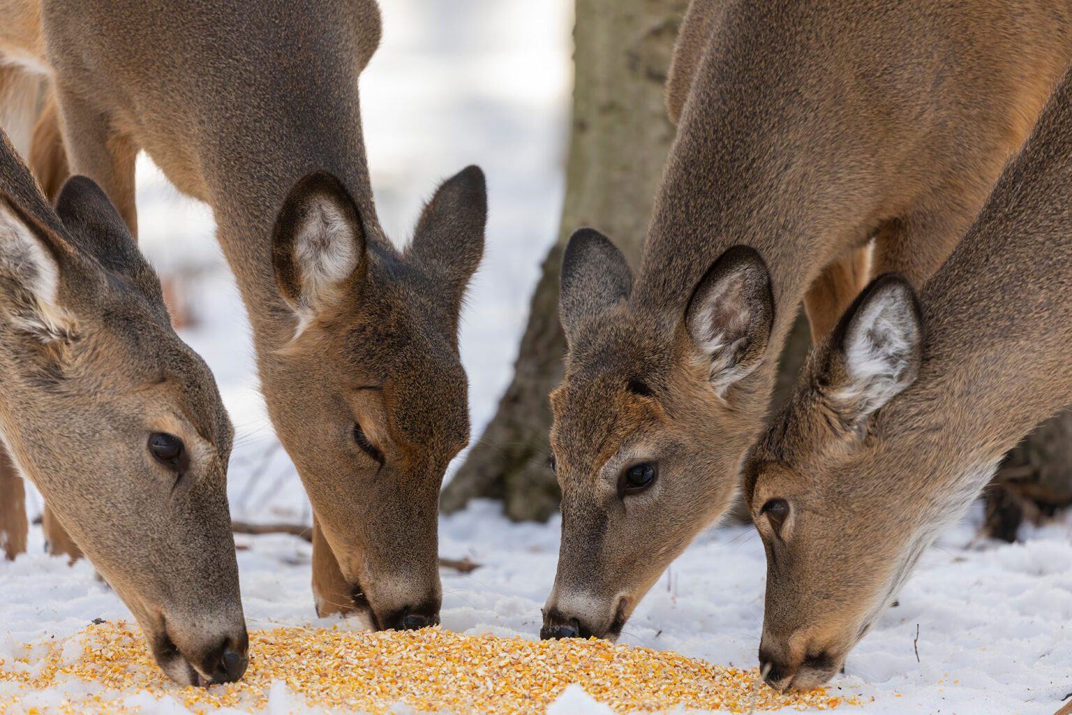 Minnesota Adds 5 Counties to Deer Feeding Ban