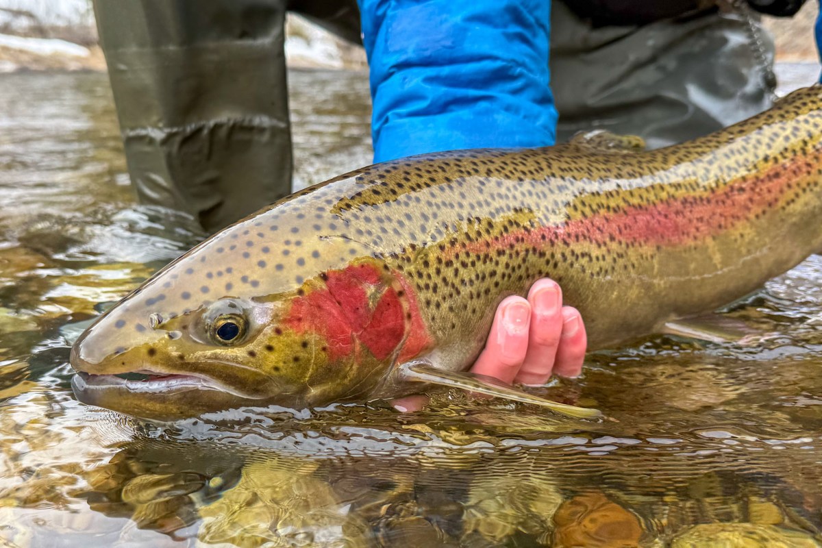 steelhead