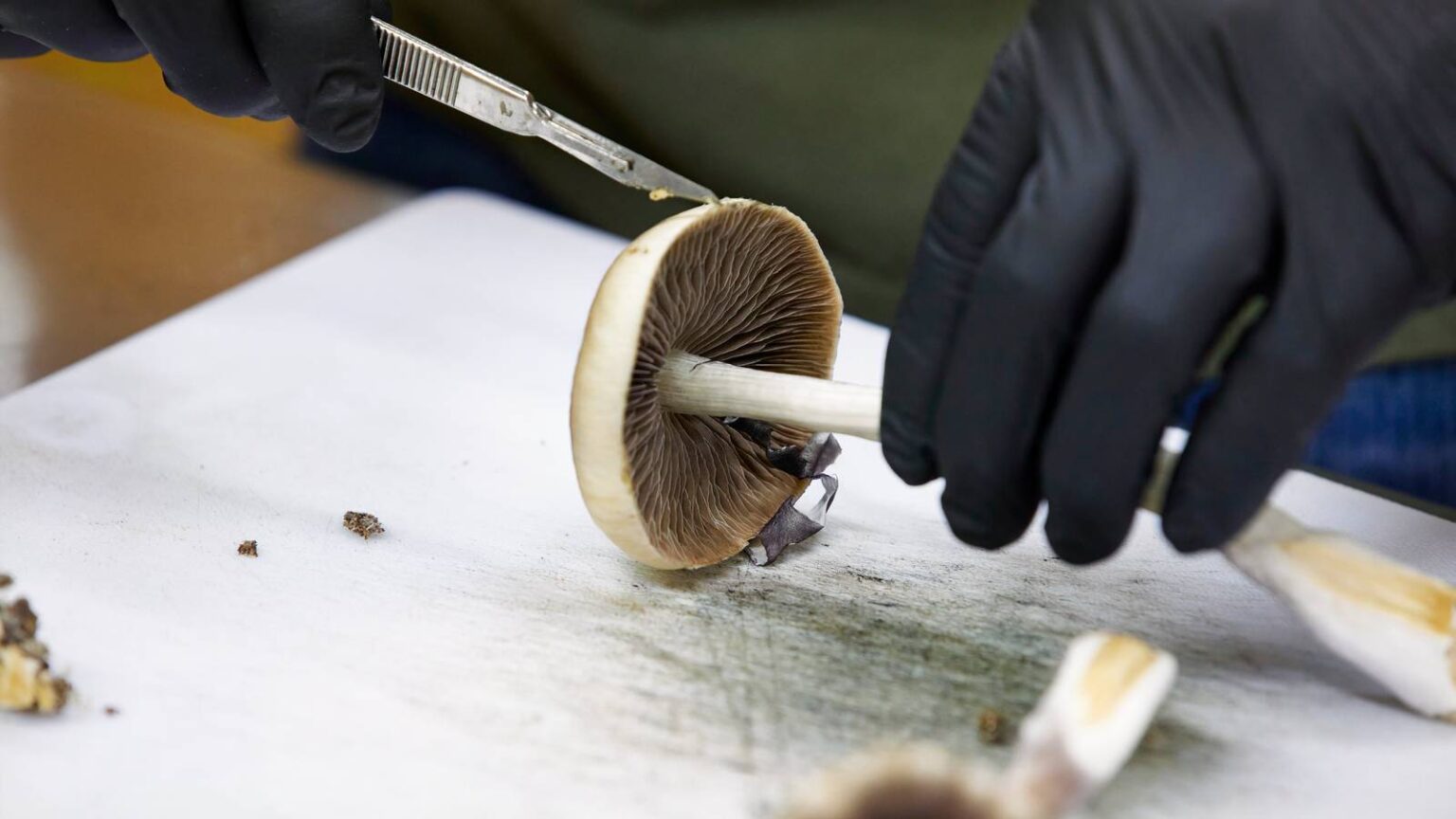 VA Is Running Multiple Psychedelic Drug Trials for Veterans — With One Shared Goal