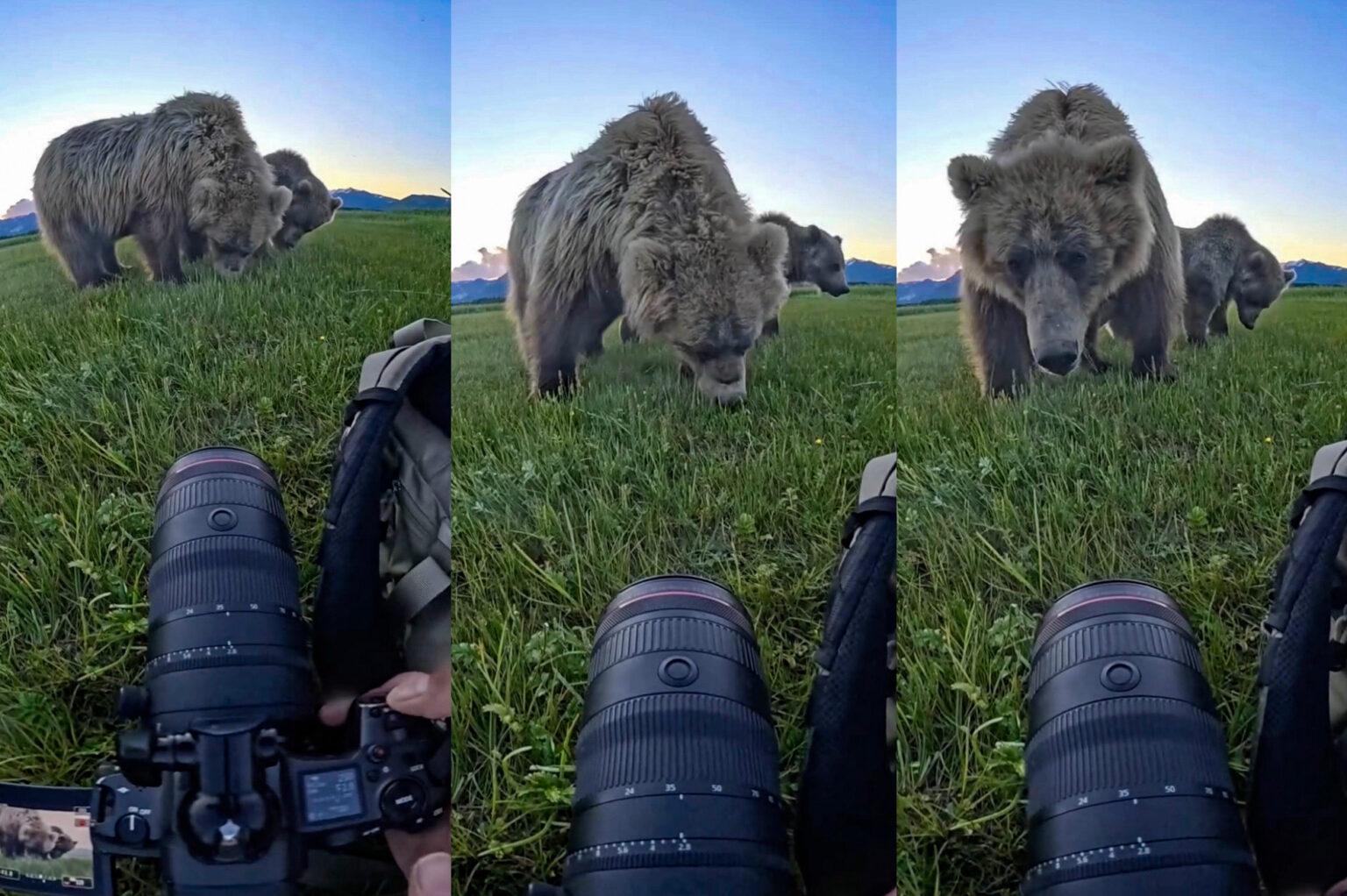 Watch Close Enounter with Grizzly Bears in Katmai National Park