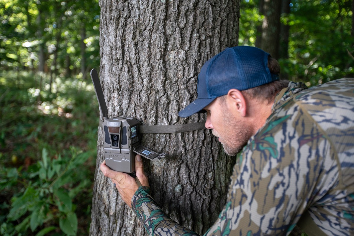 A man setting up a trail camera on a tree.