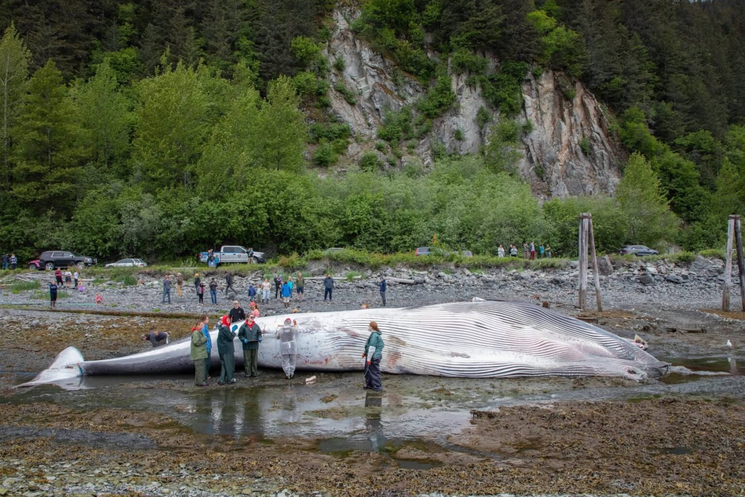 How Do You Advocate for Whales? Hold a Funeral How Do You Advocate for Whales? Hold a Funeral