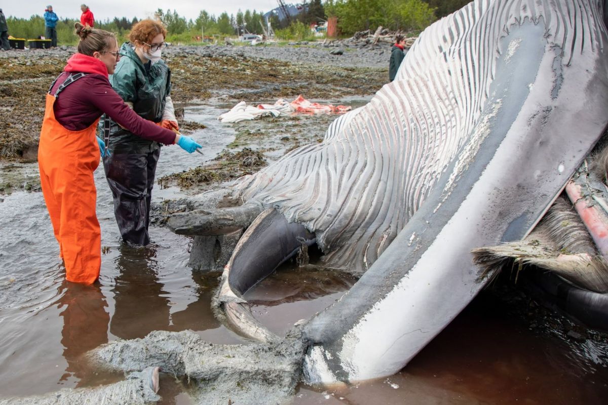two scientists examine dead whale