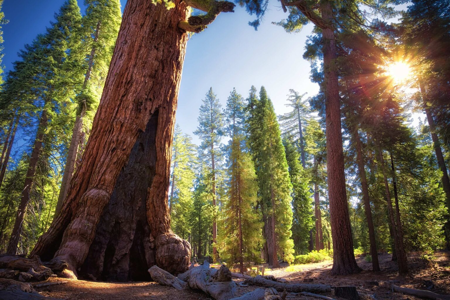 This Legendary Yosemite Tree Has a Designated Doctor: Here’s How Its Checkup Went