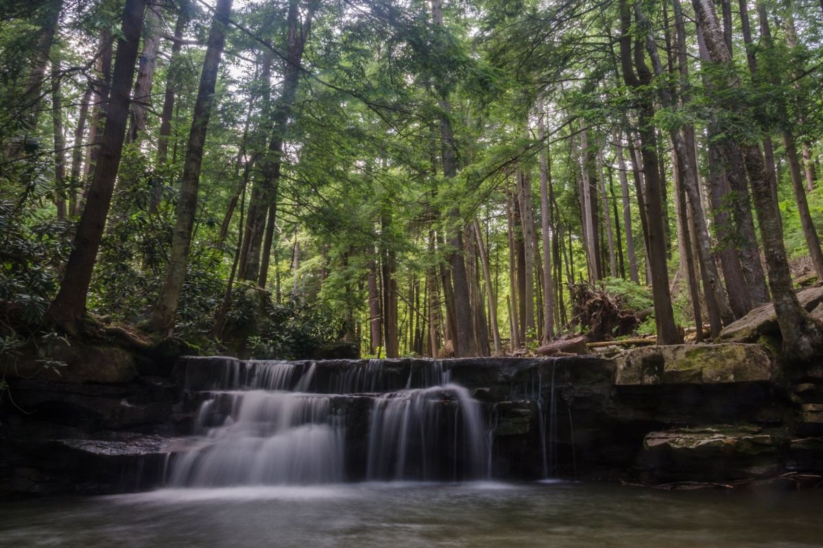 small waterfall in forest