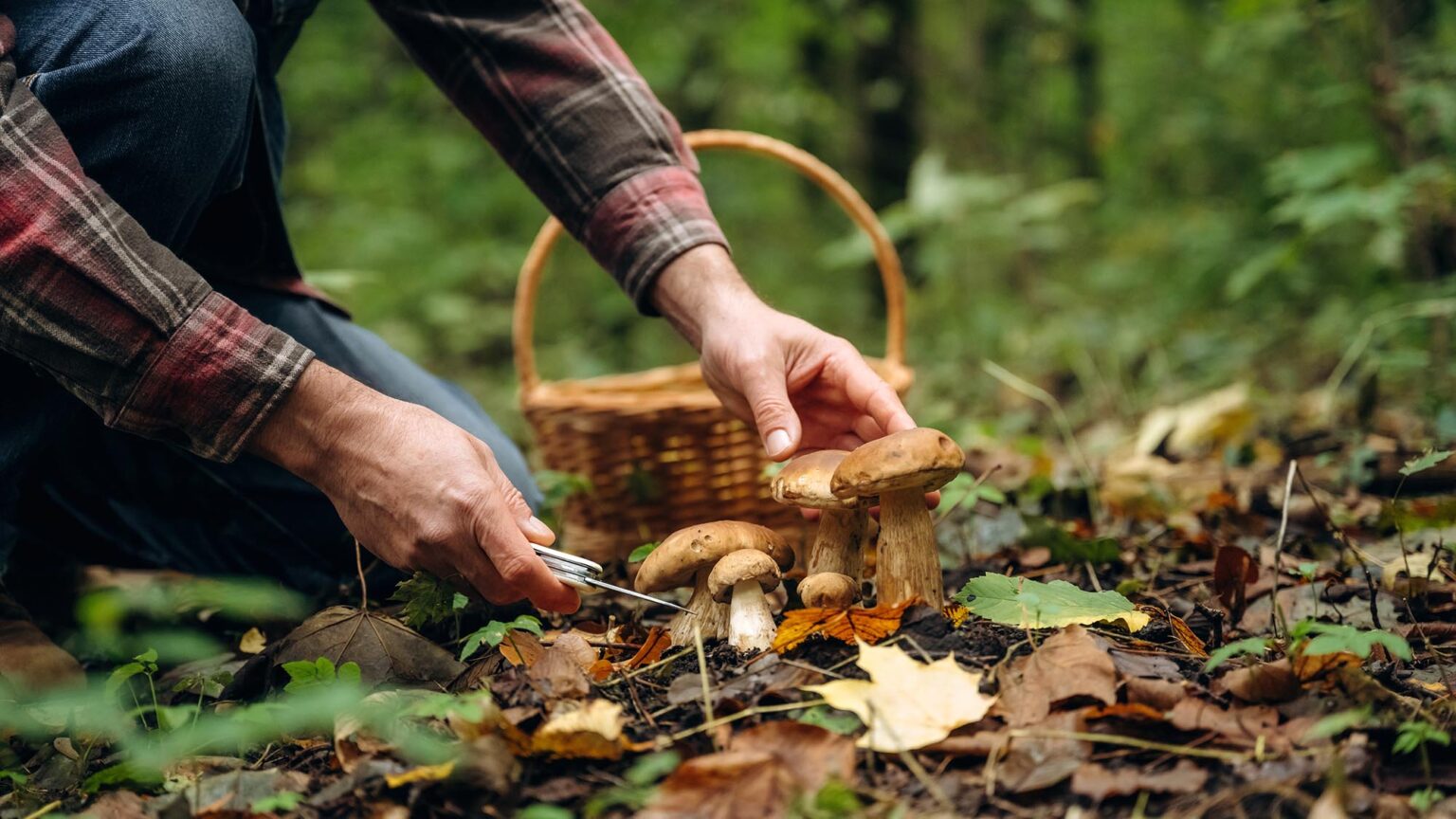 Wild Mushroom Foraging Leads to 11 Hospitalizations in Montana