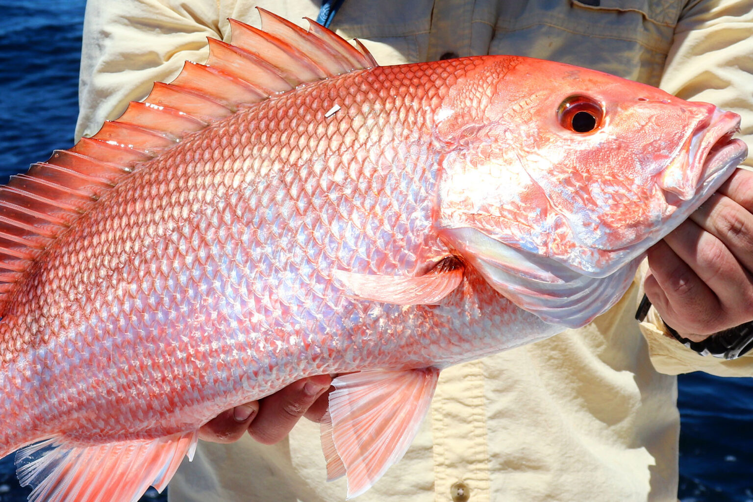 Atlantic Red Snapper Season Was Supposed to Open Today. A Court Stopped It
