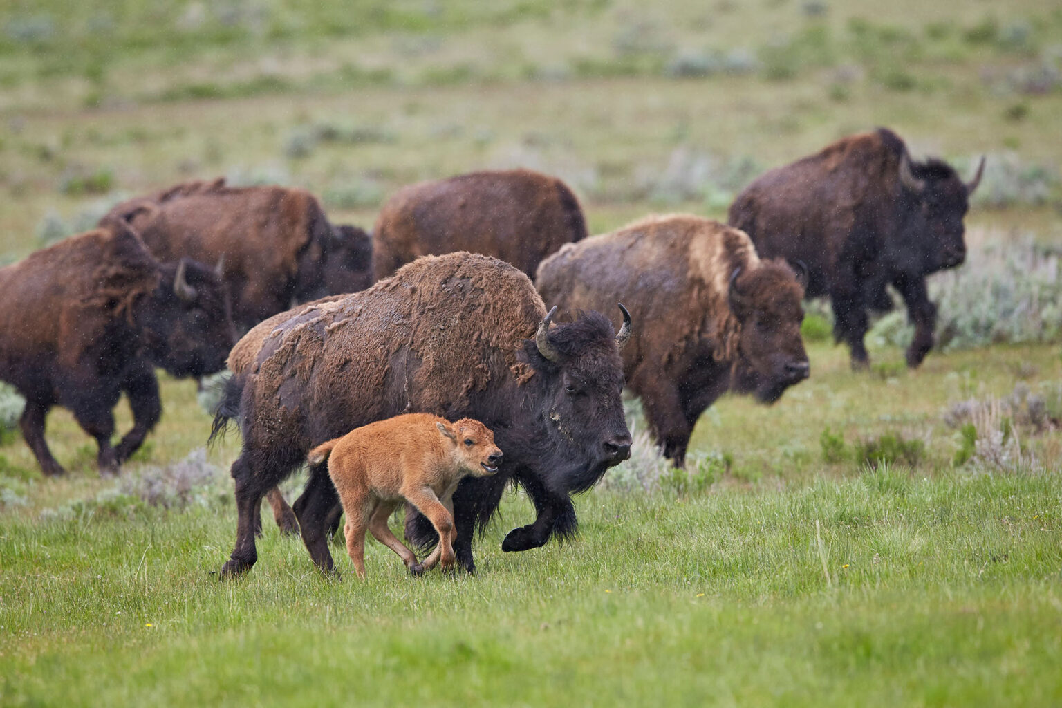 Judge Temporarily Blocks Montana Land Board’s Bison Grazing Freeze