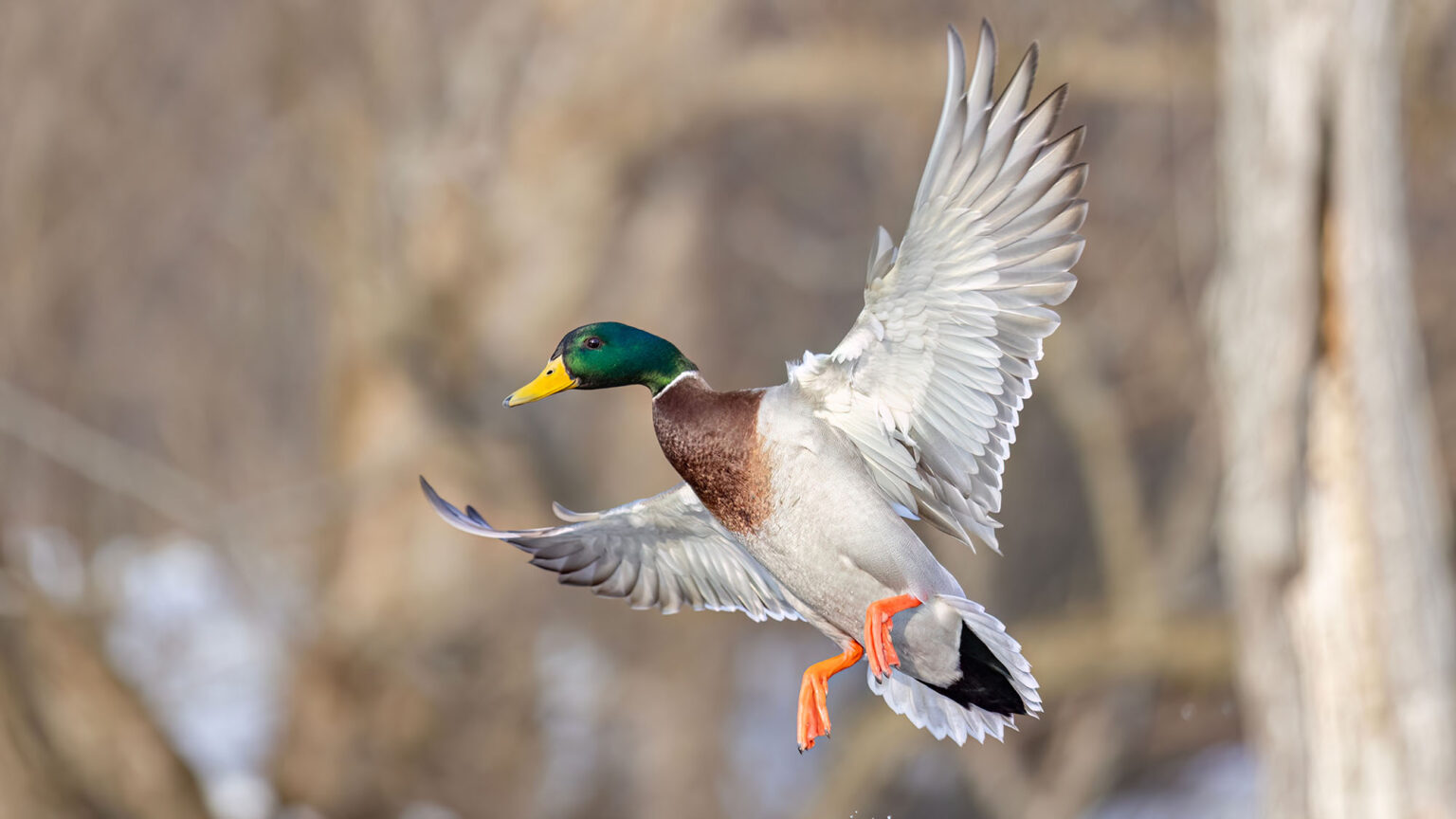 Feds Move to Scrap Wetland Rule Protecting America’s ‘Duck Factory’ Feds Move to Scrap Wetland Rule Protecting America’s ‘Duck Factory’
