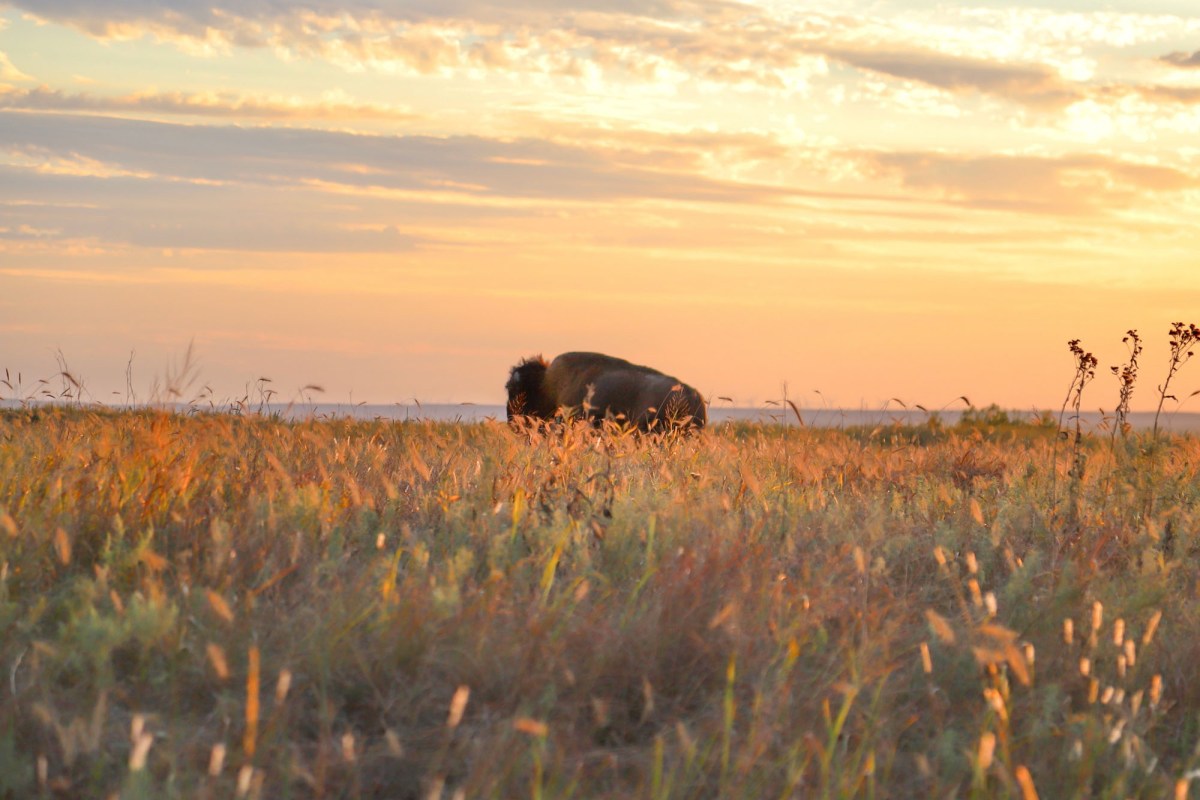 bison