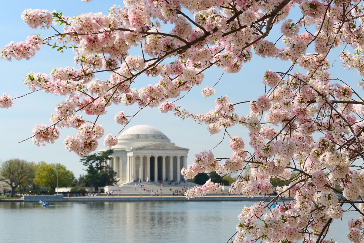 cherry blossom washington dc