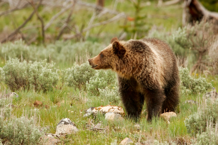 1,300 Species Lose Habitat Protections in White House Decision 1,300 Species Lose Habitat Protections in White House Decision