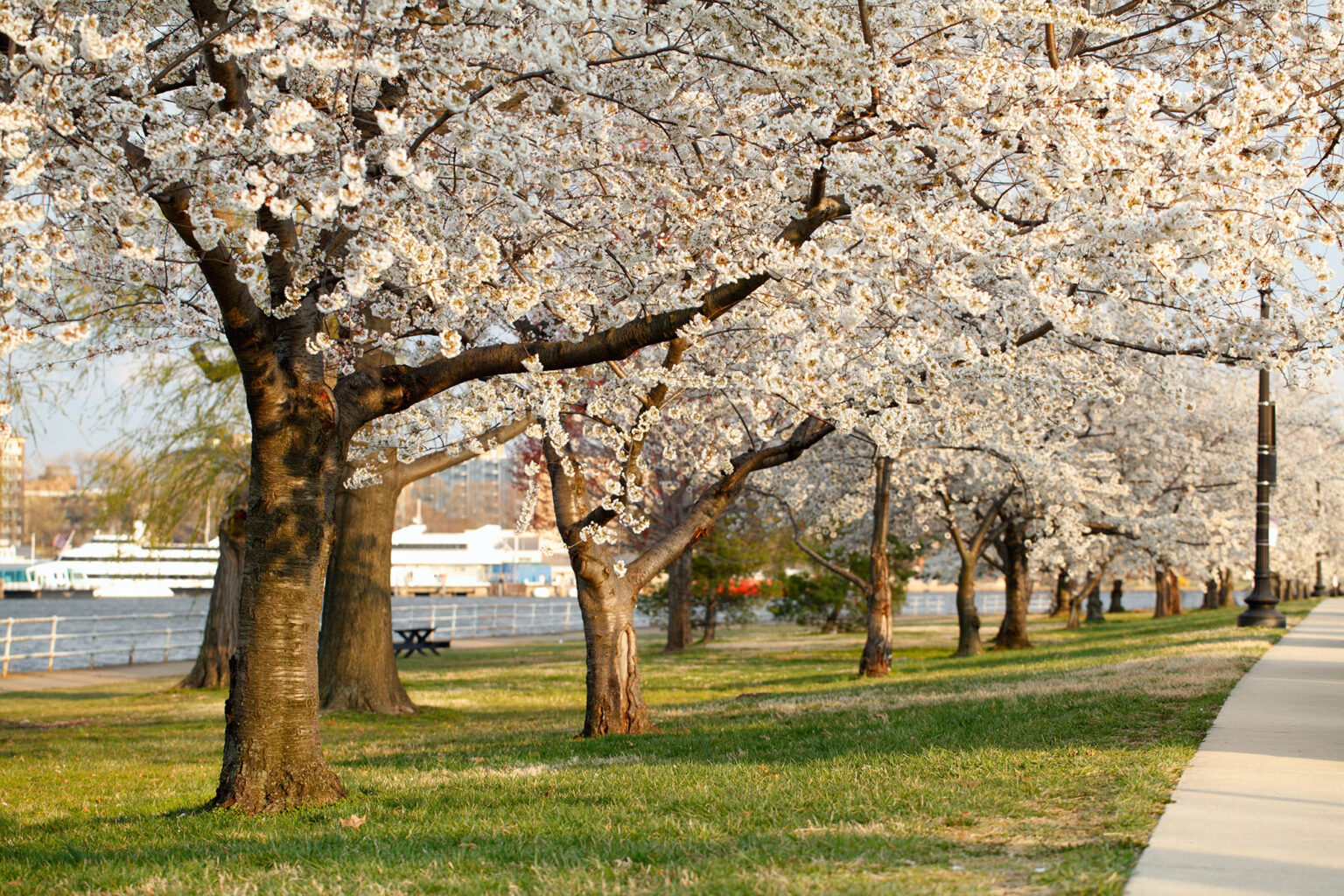 Trump’s D.C. Golf Course Plan Could Scrap Historic Cherry Trees and a Beloved Riverside Trail Trump’s D.C. Golf Course Plan Could Scrap Historic Cherry Trees and a Beloved Riverside Trail