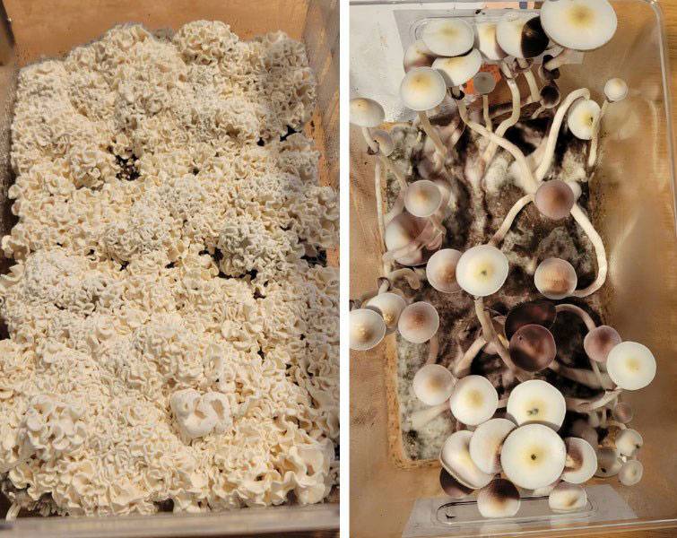 Two varieties of psychedelic mushrooms 
