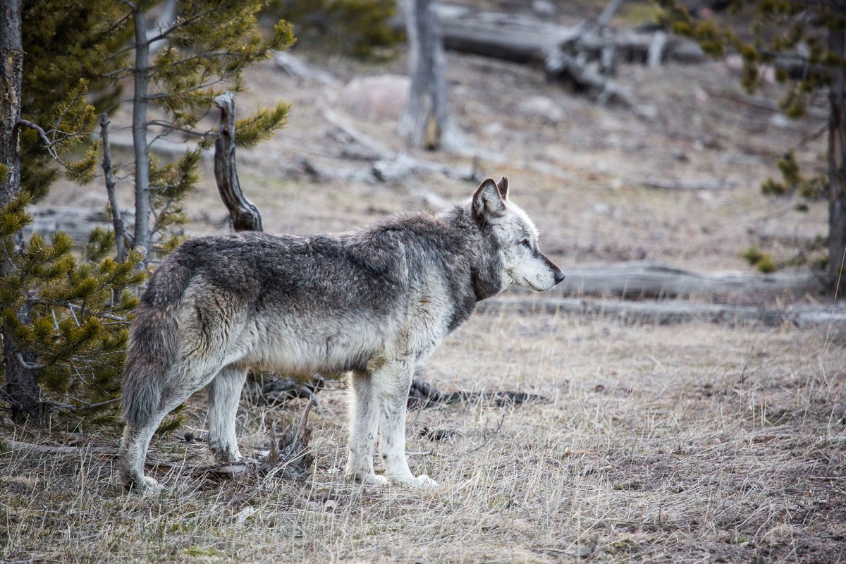 yellowstone wolves