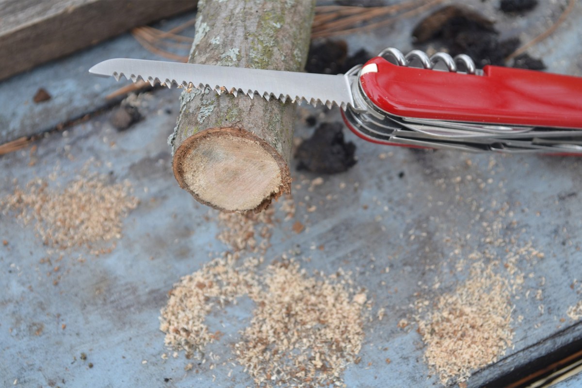 Huntsman’s wood saw next to a freshly cut branch