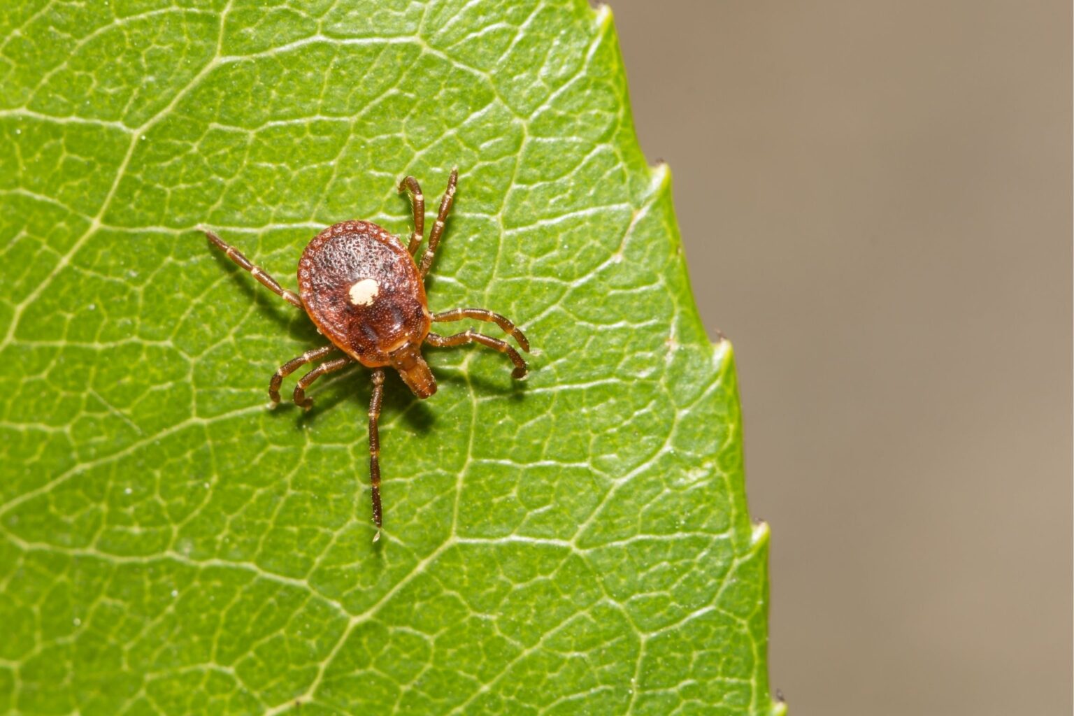 The New Tick Illness You Need to Know About
