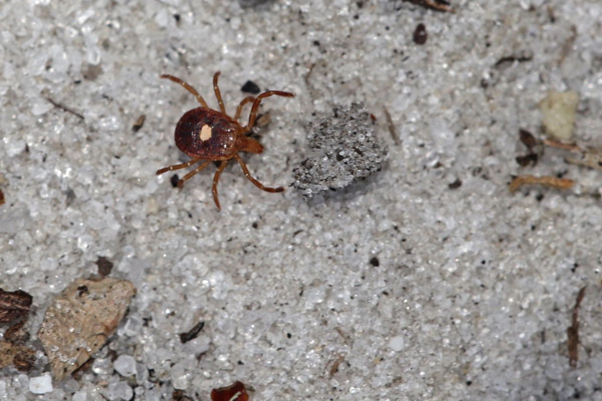 tick in sand