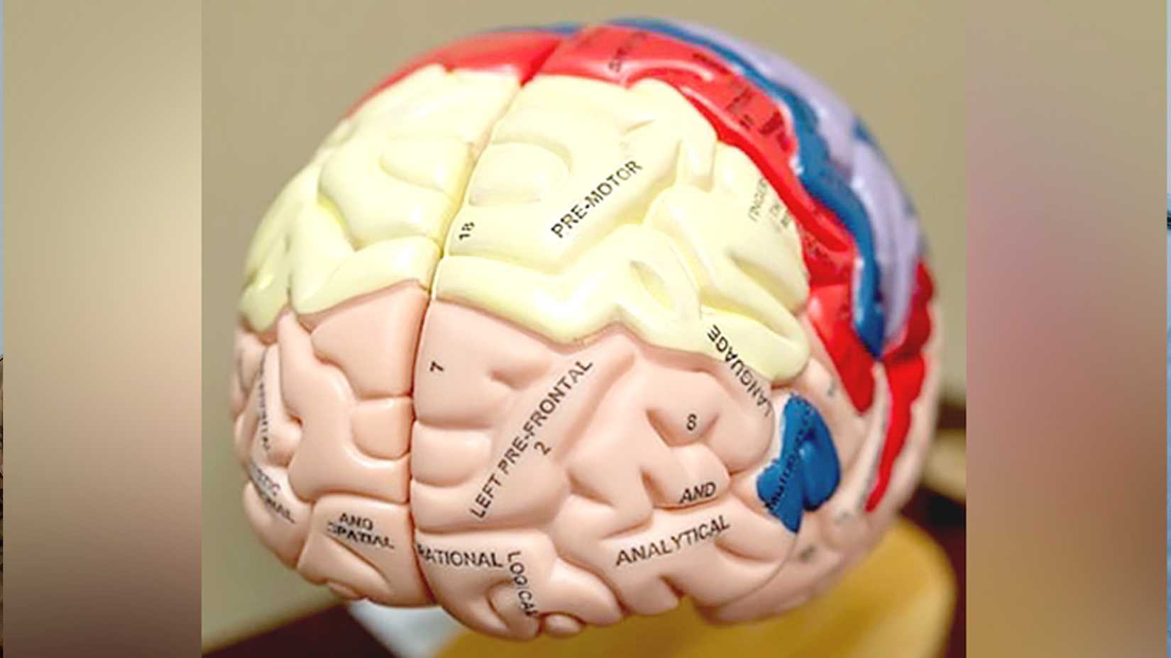 Anatomical brain model showing labeled regions used to illustrate traumatic brain injury and concussion research.