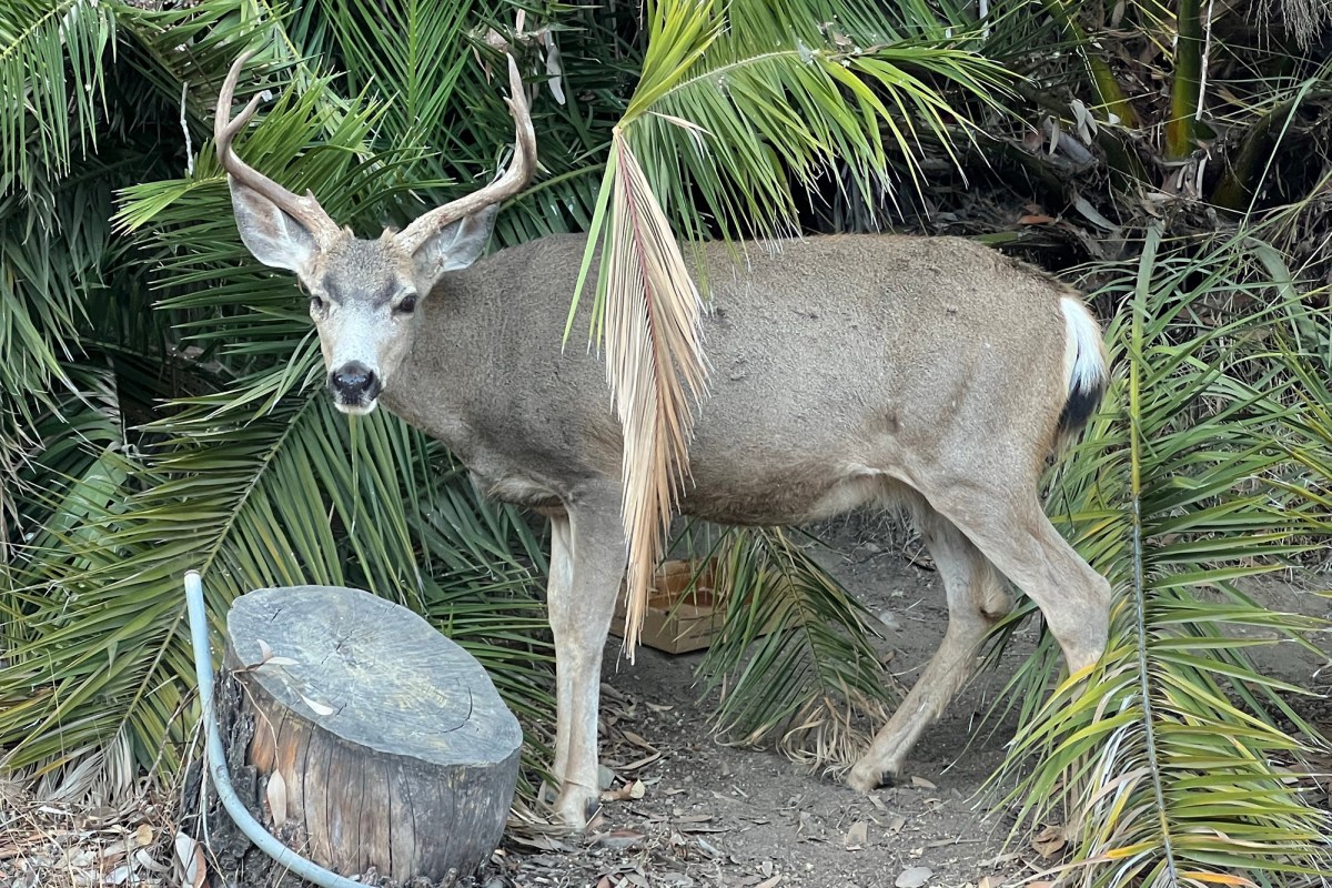 catalina island buck