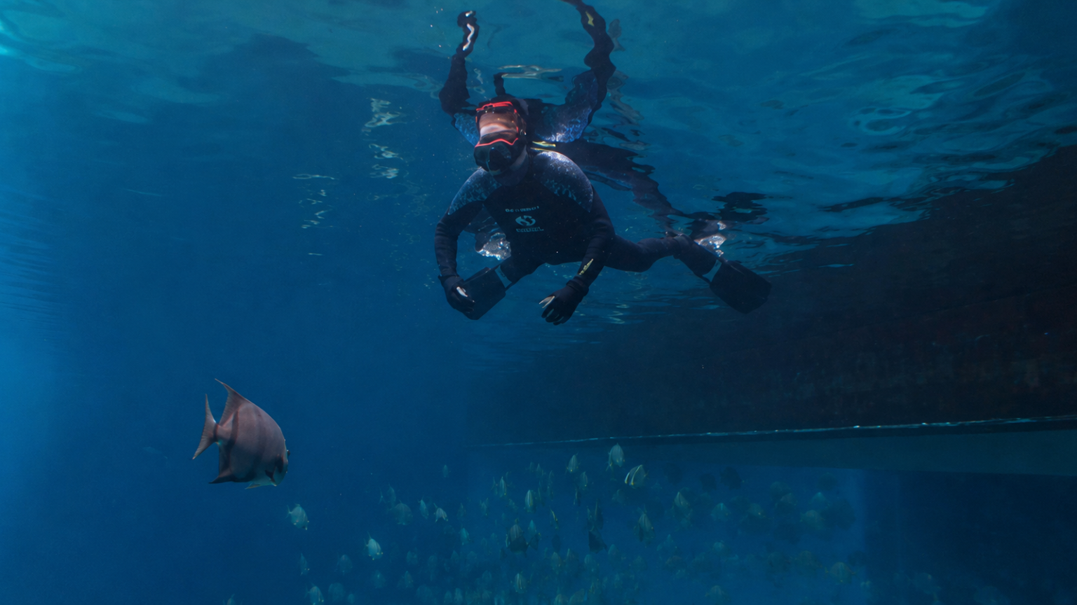 Wounded Veterans Swim With Whale Sharks at Georgia Aquarium