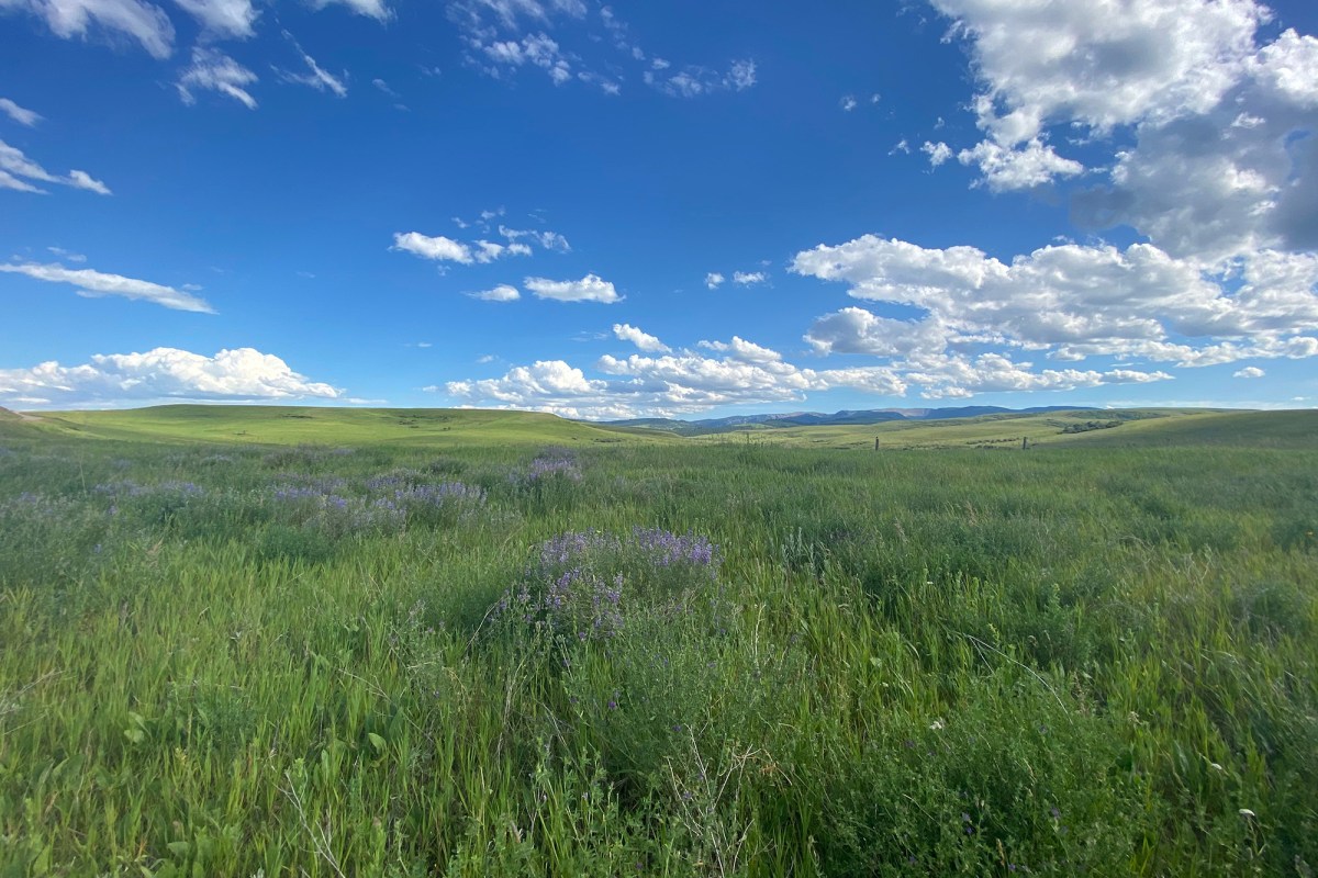 Central Montana