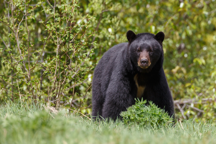 Cornell Adds New Dorm Rule: No Butchering Bears in the Kitchen Cornell Adds New Dorm Rule: No Butchering Bears in the Kitchen