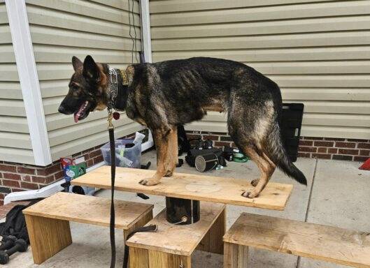 Dozens of service dogs a year are secured and trained through 'Mission Roll Call' for veterans in need. (Mission Roll Call).